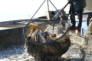 Začal třídenní výlov rybníku Hvězda na Svitavsku. Rybáři loví zejména ryby na vánoční stůl.