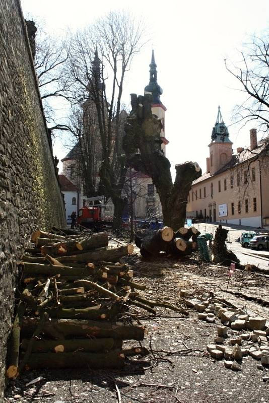 Kácení jírovců na Olivetské hoře v Litomyšli.