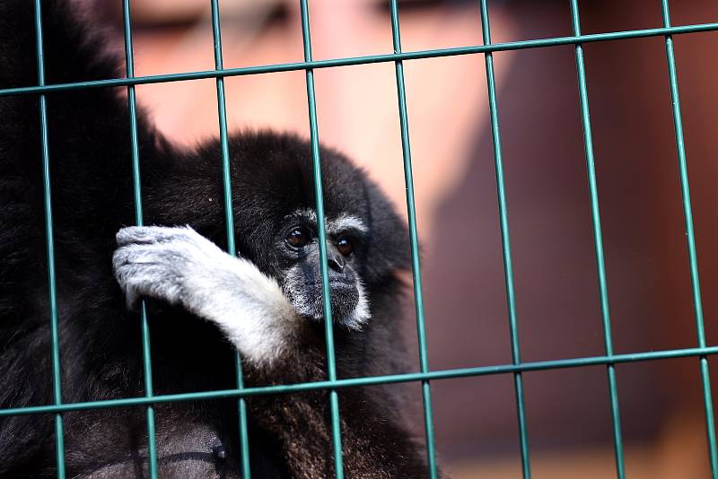 Exotika na ranči, to je malá zoo v Bítovanech na Chrudimsku.