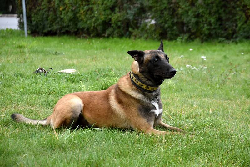 Střelba a zásah policejních psů v Dolním Újezdu