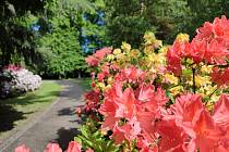 Park Jana Palacha ve Svitavách hýří barvami. Rododendrony jsou v plném květu.