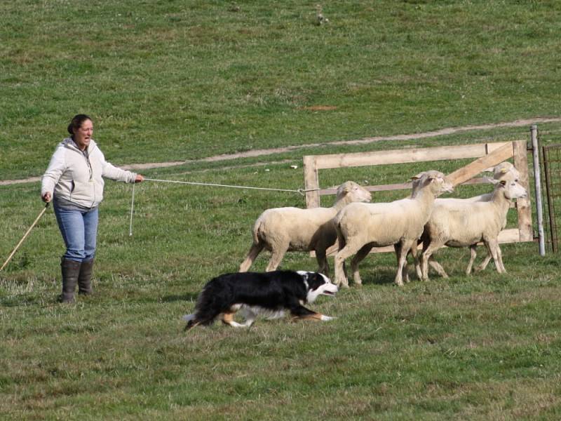 NA PASTVINÁCH v Koclířově předvedli o víkendu ovčáci práci border kolií s ovcemi. Kromě českých chovatelů přijeli také účastníci ze zahraničí.