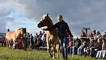 3. ročník oblastní přehlídky koní na festivalu Biskupické kaléšek v Biskupicích u Jevíčka. Divákům se představilo 20 koní.