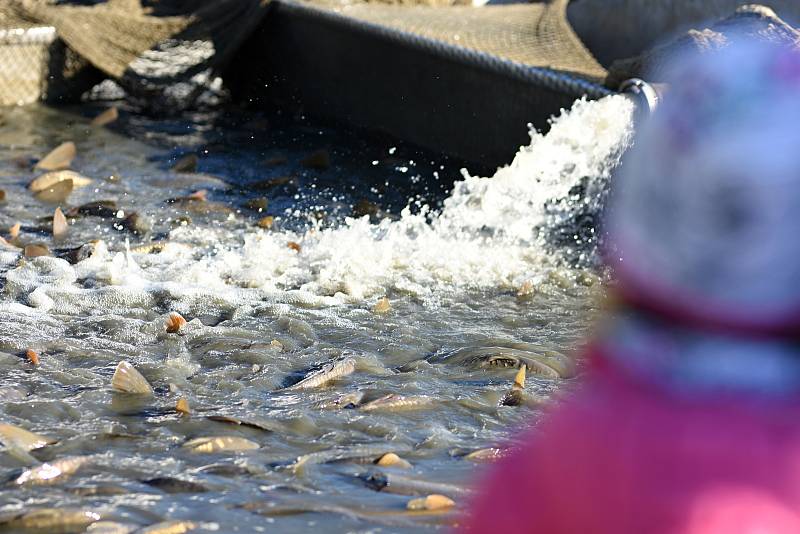 Začal třídenní výlov rybníku Hvězda na Svitavsku. Rybáři loví zejména ryby na vánoční stůl.