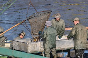 Rybářství Litomyšl začalo s výlovy rybníků. Metráky ryb vytahali ve čtvrtek rybáři z rybníku ve Svitavách.