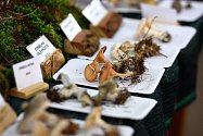 Mykologický klub Dolní Újezd vystavuje téměř 200 druhů hub z lesů na Litomyšlsku.