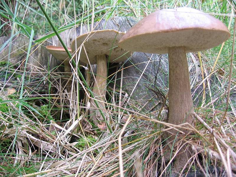 V lesích u Rohozné naplnil koš houbami Lubomír Šmerda z Banína.