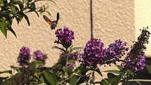 Dlouhozobka svízelová (Macroglossum stellatarum) na komuli, motýlím keři.