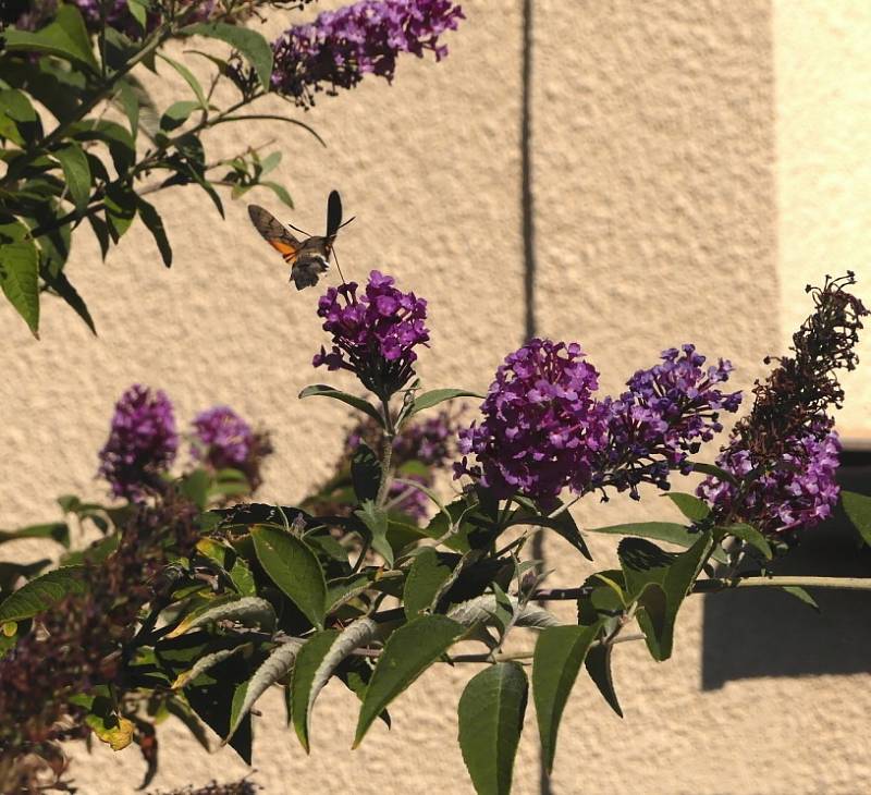 Dlouhozobka svízelová (Macroglossum stellatarum) na komuli, motýlím keři.