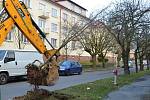 Mladé stromy se stěhují na vhodnější místo. Jak nakonec bude alej vypadat, není jasné. Snad nebude      její vzhled narušen na dlouhou dobu. 