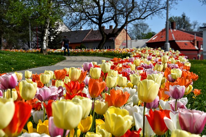 U Finančního úřadu ve Svitavách vykvetly stovky barevných tulipánů.