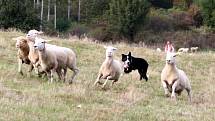 NA PASTVINÁCH v Koclířově předvedli o víkendu ovčáci práci border kolií s ovcemi. Kromě českých chovatelů přijeli také účastníci ze zahraničí.