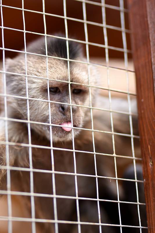 Exotika na ranči, to je malá zoo v Bítovanech na Chrudimsku.