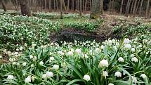 Přírodní rezervace Králova zahrada je v plném květu. Les poblíž Opatova ukrývá koberce bledulí.