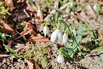 Jaro je tady. Údolí ve Vysokém lese na Svitavsku je pokryté tisíci květy sněženek.