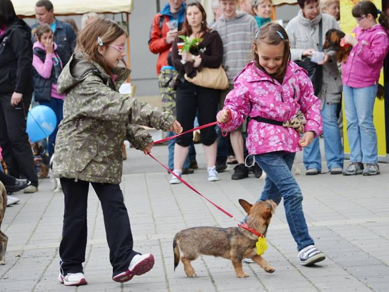 SVÁTEK kvetoucích rododendronů si v sobotu ve Svitavách nenechaly ujít stovky lidí. Návštěvníci fandili také favoritům Voříškijády. Při přehlídce se bylo na co dívat. Nejsympatičtější psi získali mimo jiné i pořádný věnec z buřtů.