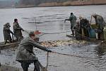 Svitavský rybník vydal rybářům při pátečním výlovu sto padesát metráků ryb. Nechyběl tradiční kapr, tolstolobik, lín, amur, ani dravé ryby.