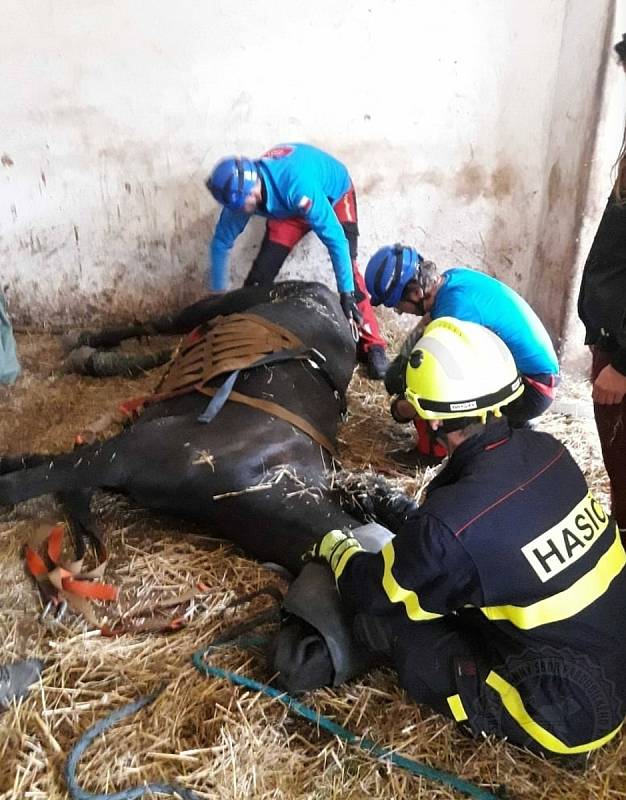Profesionální hasiči mají za sebou náročný zásah při záchraně koně.