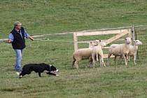 NA PASTVINÁCH v Koclířově předvedli o víkendu ovčáci práci border kolií s ovcemi. Kromě českých chovatelů přijeli také účastníci ze zahraničí.