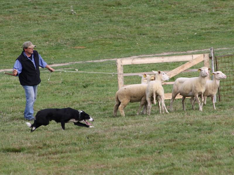 NA PASTVINÁCH v Koclířově předvedli o víkendu ovčáci práci border kolií s ovcemi. Kromě českých chovatelů přijeli také účastníci ze zahraničí.