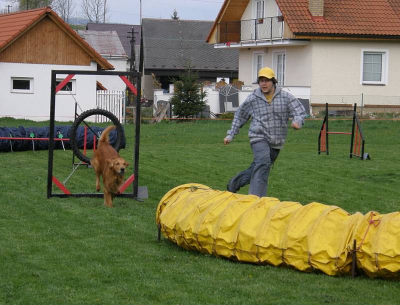 Psi skákali přes parkurové překážky.