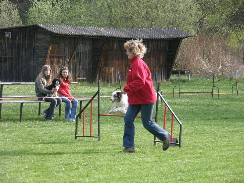 Psi skákali přes parkurové překážky.