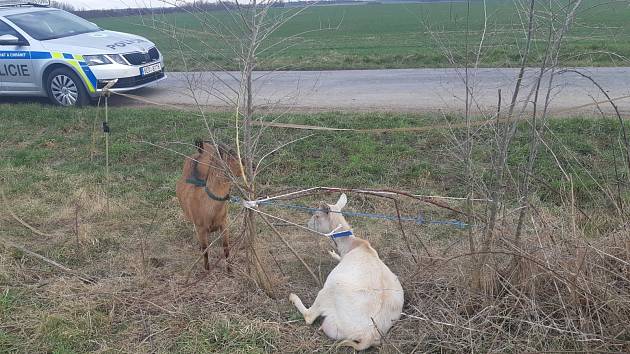 V kraji se proháněli po silnici koně a kozy. Naháněli je policisté