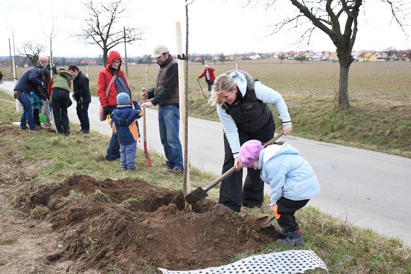 Hradišťáci adoptovali dvě stě stromů. Podél silnice na Podolí je sázel dvojnásobek.