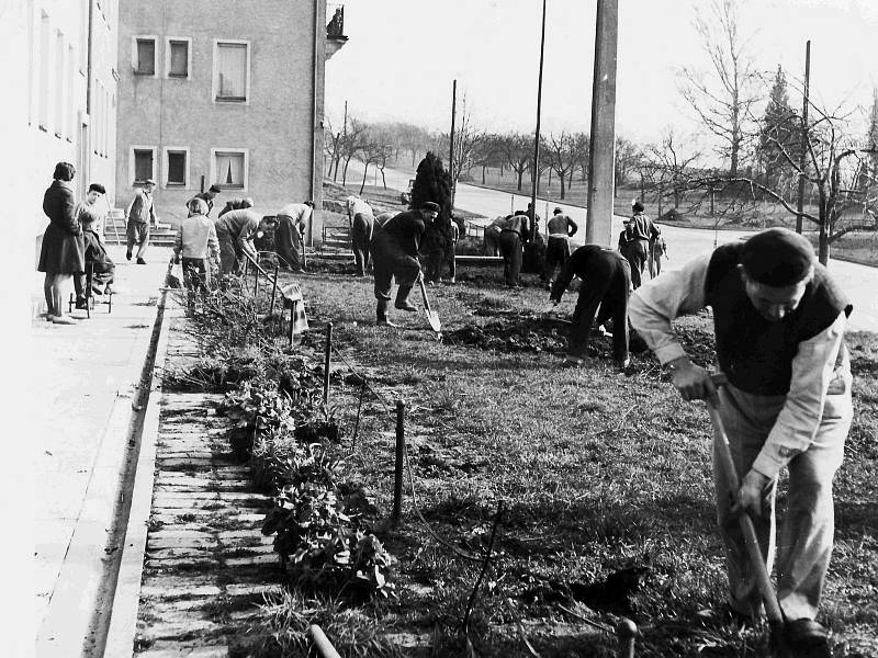 Úprava zeleně před činžovním domem č. 536. Rok 1959.