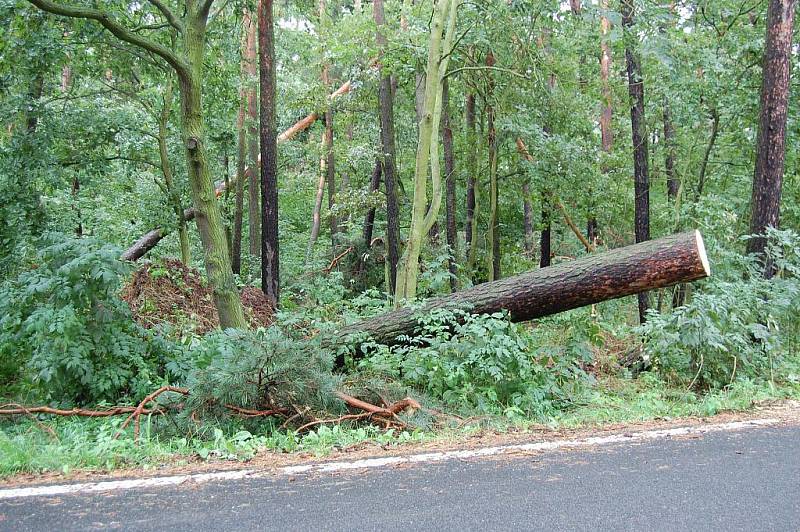 Spadlé stromy u Sukorad