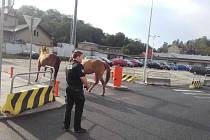 Koně strážníci chytali v ulicích Boleslavi