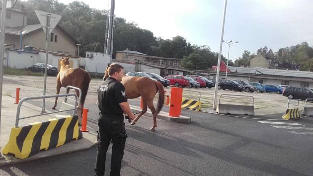 Koně strážníci chytali v ulicích Boleslavi