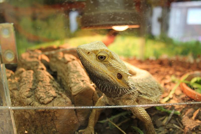 V mladoboleslavském Ekocentru Zahrada byla otevřena nová expozice Vodní svět. Domov tu našel i vzácný druh parmičky, který by objeven teprve v roce 1991. V Ekocentru se lidé mohou blíže seznámit i s dalšími zvířaty, jako například agamou, chameleonem a ha