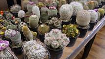 Výstava kaktusů.