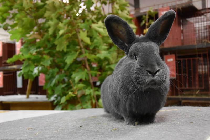 V Dobrovici se v sobotu konala výstava králíků, holubů a drůbeže.