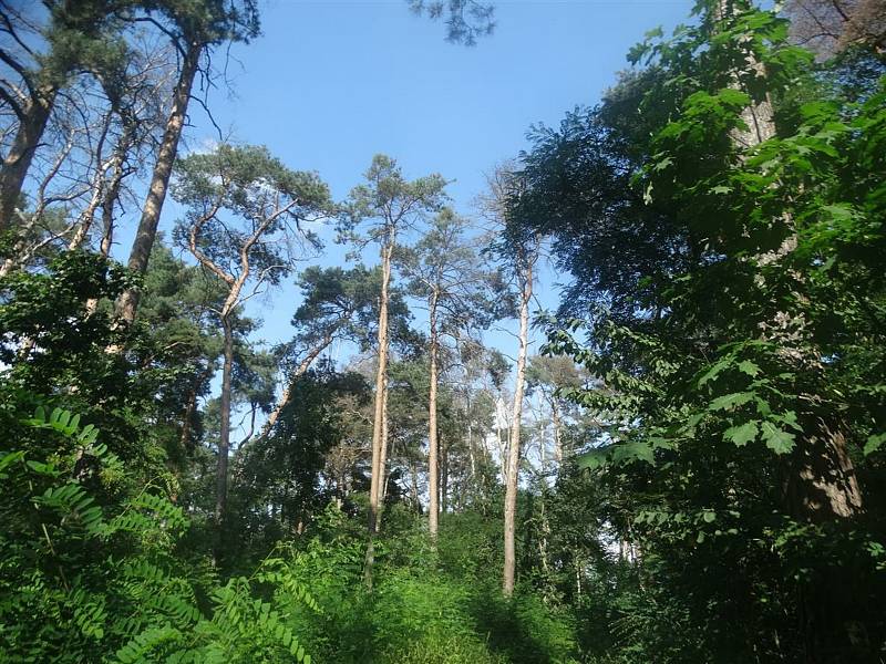 V lese na Sahaře začne již ve středu 15. září 2021 kácení suchých a nestabilních stromů.