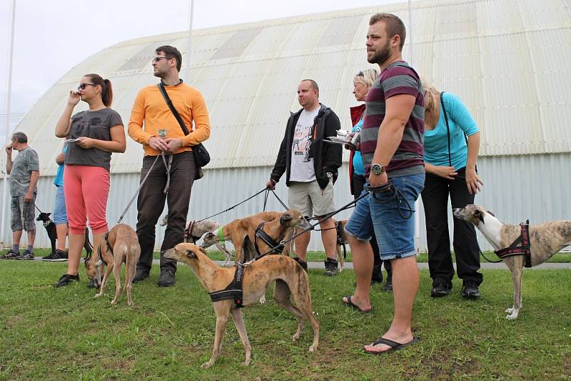 Závody chrtů na Krásné louce se odehrály 19. srpna.