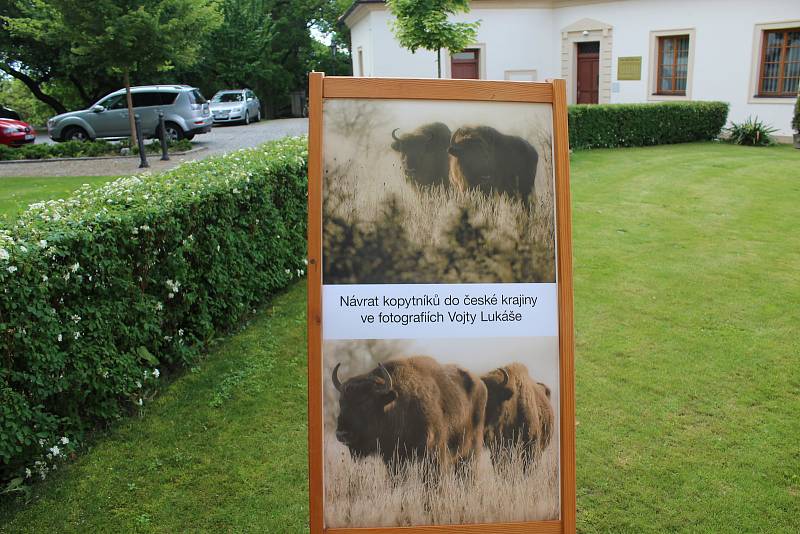 Na zámku v Benátkách nad Jizerou byla  otevřena stálá expozice velkých kopytníků. Výstava fotografií Vojtěcha Lukáše se nachází v prostorách informačního centra.