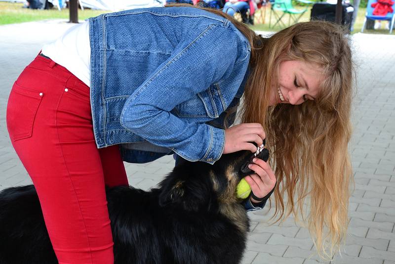 Výstava psů na Krásné louce