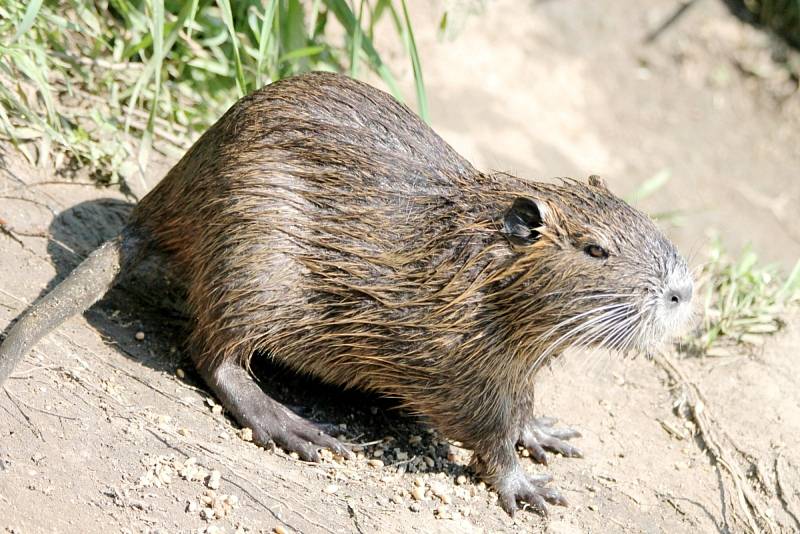 Nutrie jsou invazivní druh, dokážou napadnout psa i člověka.