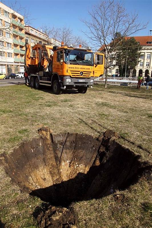 Město nechalo dva vysoké stromy za pomoci speciální techniky přesadit do připravených jam o několik metrů dále.