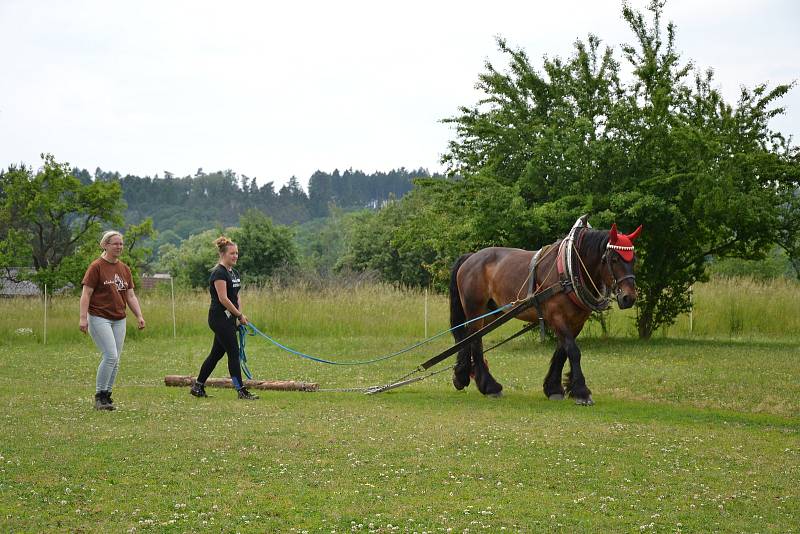 Akce Opratě do ruky na jízdárně v Domousnicích u Mladé Boleslavi.