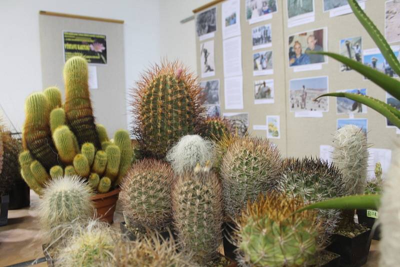 Výstava kaktusů a sukulentů.
