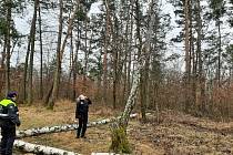 Z kontroly stromů v lesoparcích a parcích v Mladé Boleslavi po vichřici.