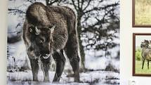 Na zámku v Benátkách nad Jizerou byla  otevřena stálá expozice velkých kopytníků. Výstava fotografií Vojtěcha Lukáše se nachází v prostorách informačního centra.