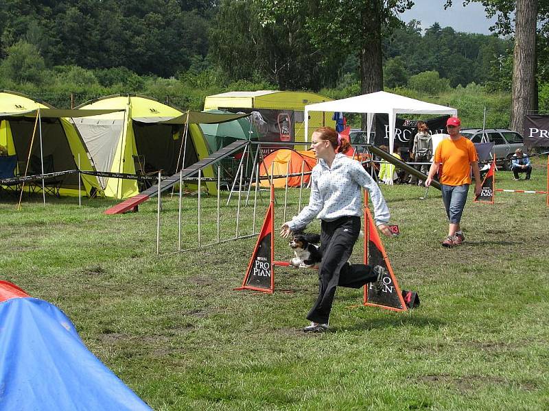 Česká národní výstava psů na Krásné louce v Mladé Boleslavi.