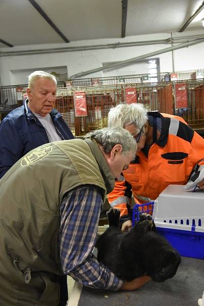 V Dobrovici se v sobotu konala výstava králíků, holubů a drůbeže.