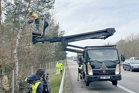 V bezprostřední blízkosti dálnice D10 v úseku mezi Prahou a Mladou Boleslaví půjde k zemi kolem tří stovek stromů.