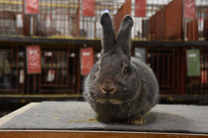 V Dobrovici se v sobotu konala výstava králíků, holubů a drůbeže.
