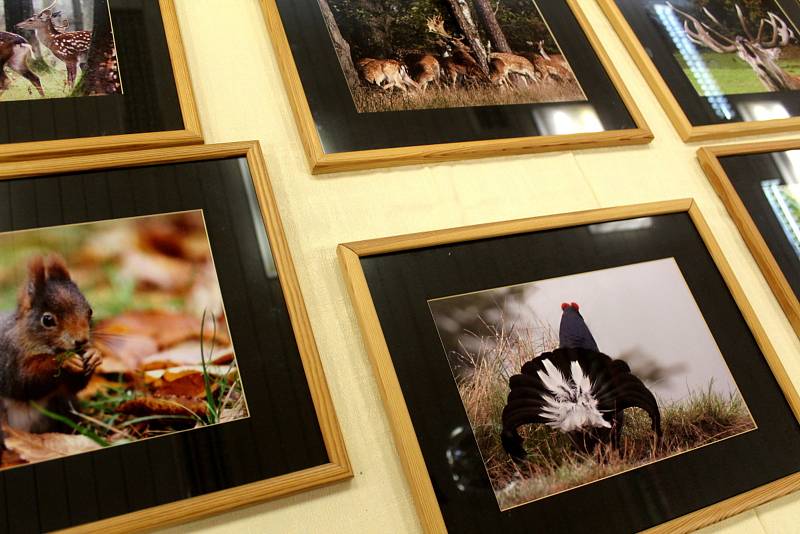 Z výstavy milovníka přírody a amatérského fotografa Jiřího Kubína v sále restaurace v Březovicích.